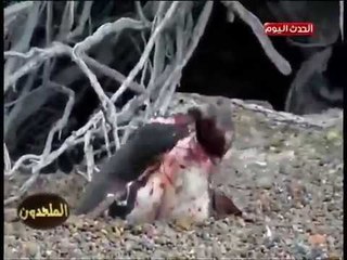 فيديو مذهل| "بطريق" يخوض معركة دامية بعد ضبطه زوجته "تخونه" والأخيرة تختار "العشيق"!!