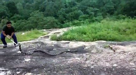 Very big snake king kobra