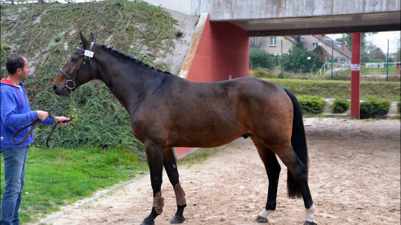 Falkho des Edènes. Championnat de France des Etalons de 3 ans. Saut en liberté