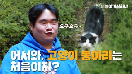 [제보이거실화냐] 밤마다 고양이를 찾아다니는 수상한 사람들? / YTN