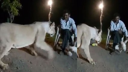 Gir Forest में शेर के साथ खिलवाड़ का Viral Video, देख कर आपको आएगा गुस्सा |वनइंडिया हिंदी
