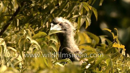 Indian Grey Hornbill