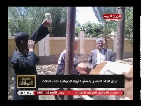 مرض جلدي خطير يهدد الثروة الحيوانية بمحافظات مصر وسيد علي يعلق ده كابوس