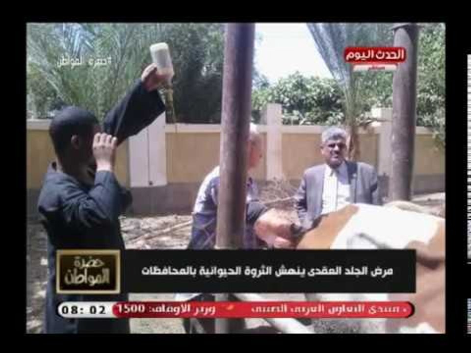 مرض جلدي خطير يهدد الثروة الحيوانية بمحافظات مصر وسيد علي يعلق ده كابوس
