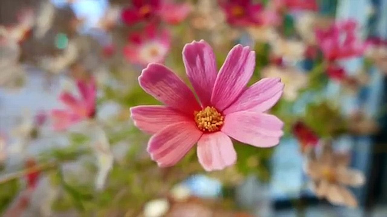 JAPANESE CANDY ART Incredible WAGASHI Traditional Sweets Tokyo Japan