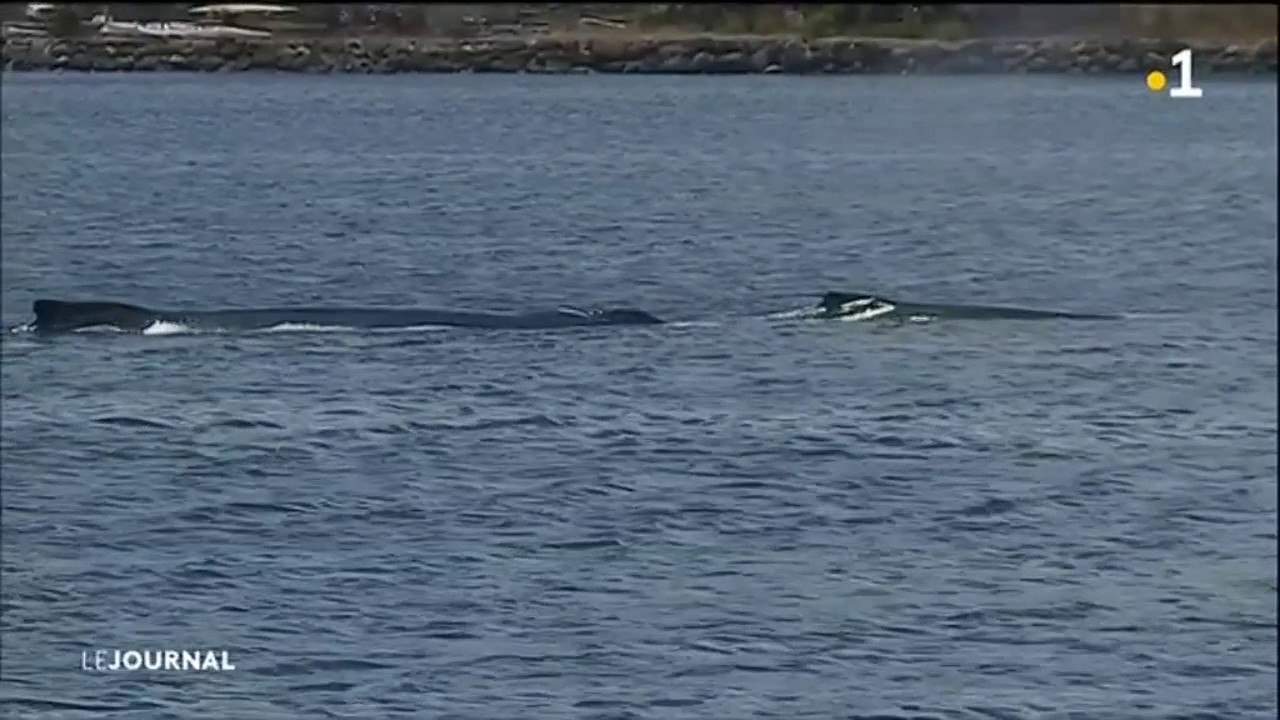 Deux baleines se donnent en spectacle dans le port de Papeete