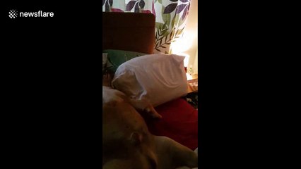Saturday morning hangover? English Bulldog has hilarious sleeping position