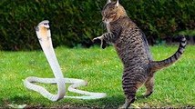 猫の蛇 - 緑の蛇の猫のキャッチ - CotofoodTV