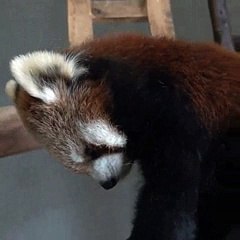 here just let me ya yep there we go . Nap time - aww