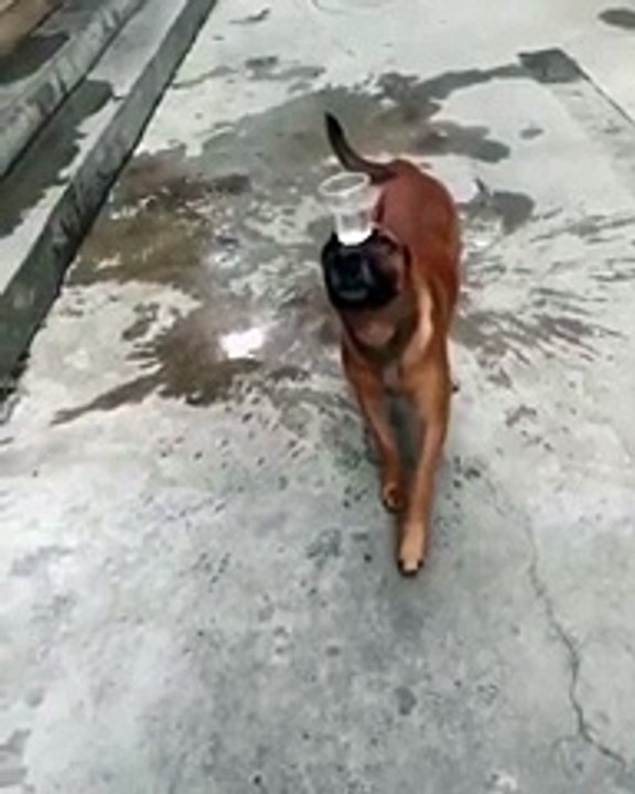 If I do this, then can I get a belly rub- - aww