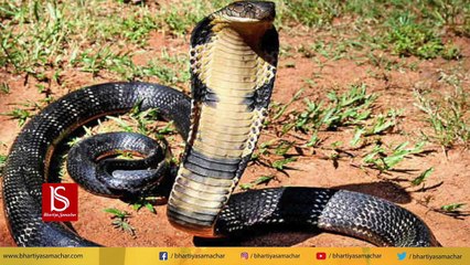 Cobra सांप के सिर से निकली लाल रोशनी, चमत्कार देखने उमड़ी भीड़ | Watch Video