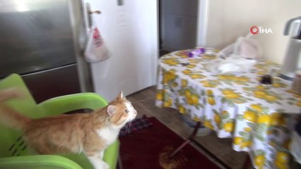 Kayıp kedisi bulabilmek için semt değiştirdi