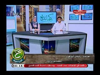 مهندس زراعي يكشف كارثة فى محصول الطماطم واستيراد بذور مصابة بفيروس