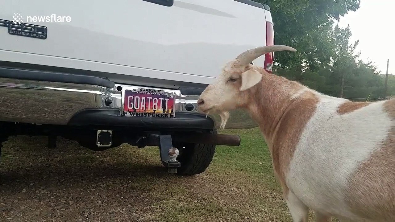 Goat repeatedly headbutts Ford after noticing reflection on mirrored surface