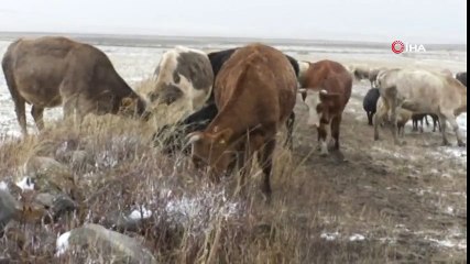 Kars’ta Kar ve Tipiye Yakalanan Çobanlar Zor Anlar Yaşadı