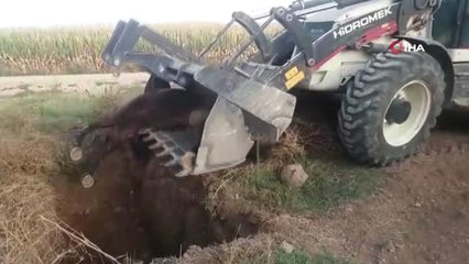 Şanlıurfa'da At Ölümleri Sonrası İlaçlama Çalışması Başlatıldı