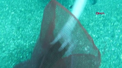 Antalya Denizdeki Tutsak Canlıları Özgürlüklerine Kavuşturuyorlar