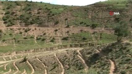 Manisa'da Ağaçlandırma Çalışması Erozyonu Yendi