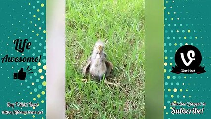 Hilarious Kids Fails Compilation 😂