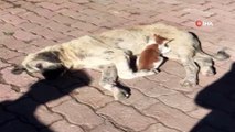 Sokak köpeği, kediye annelik ediyor