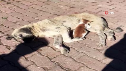 Sokak köpeği, kediye annelik ediyor