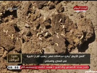 اول تعليق من متحدث وزارة الزراعة على غزو النمل الابيض لمحافظات مصر