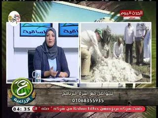 مذيعة الحدث تطرح أسئلة نارية عن الحرب علي زراعة القطن وتطالب بكشف السر