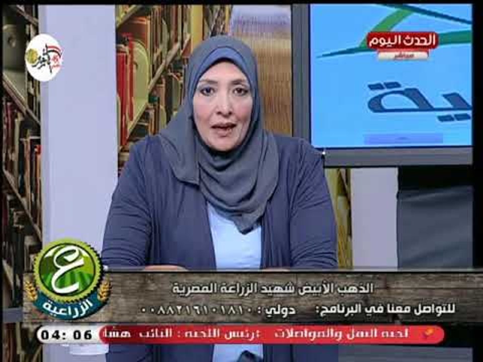 تعرف علي خطة الدولة للنهوض بزراعة القطن وعودة الريادة من خلال قطن طويل التيلة