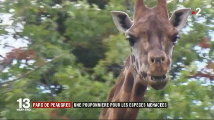 Safari de Peaugres : une pouponnière pour les espèces menacées