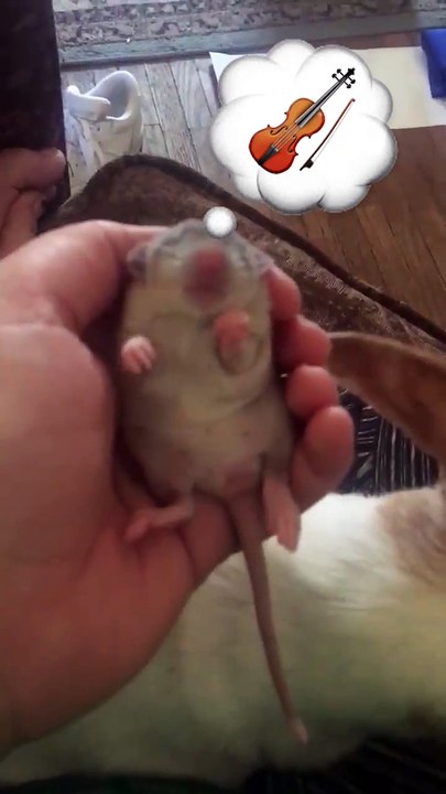 Bebe rat qui rêve qu'il joue du violon