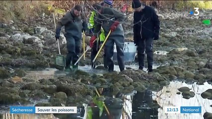 Sécheresse : les poissons du Doubs manquent d'eau