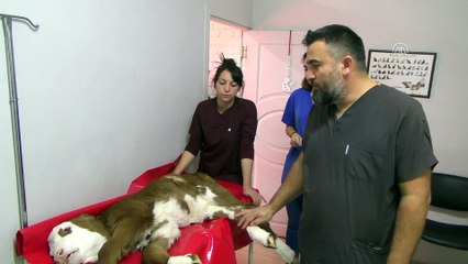 Bağırsağı gelişmeyen buzağıya hayat kurtaran ameliyat - ZONGULDAK