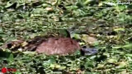 Tigre Hunting Crocodilo wild animals vedio