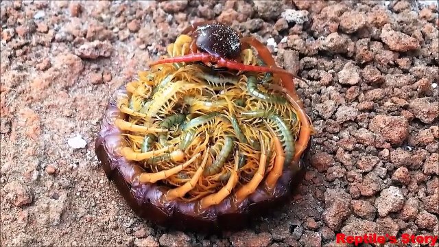 Une maman mille-pattes et ses centaines de bébés... créatures terrifiantes