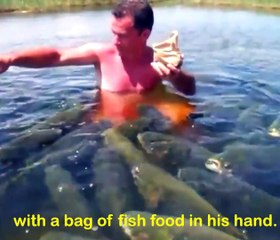 Video herunterladen: Cet homme est entouré de centaines de gros poissons