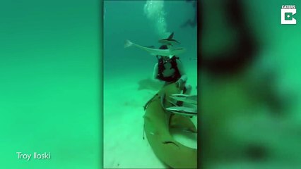 Download Video: Un plongeur sauve un requin piégé par un hameçon... Joli