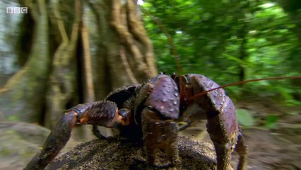 BBC Natural World 2018 Natures Biggest Beasts   AAC  part 2/2