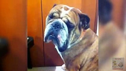 Top Funny animals vedio... The best entertainment for All.