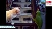 Funny Parrots Get Crazy And Annoying Cats. Fight with Cats