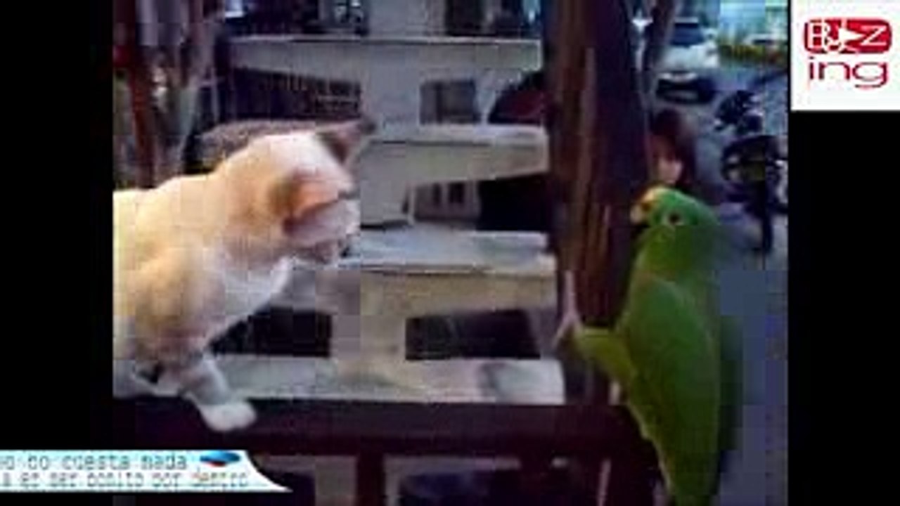 Funny Parrots Get Crazy And Annoying Cats. Fight with Cats