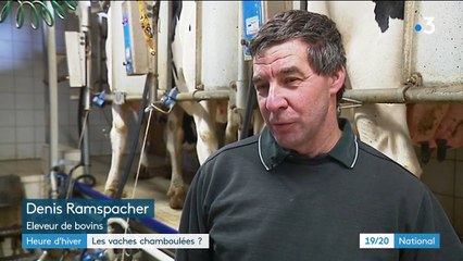 Passage à l'heure d'hiver : quel impact sur les vaches ?