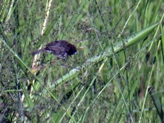 Papa Grass Feeding .......Papa  Capim se Alimentando ...Com Lindo Som da Natureza ao Fundo