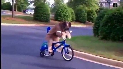 VIDEOS DE RISA (ANIMALES GRACIOSOS)