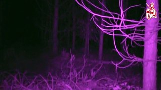 UFOs, light return to Rendlesham Forest UK naight 8 and 9 Octb 2018