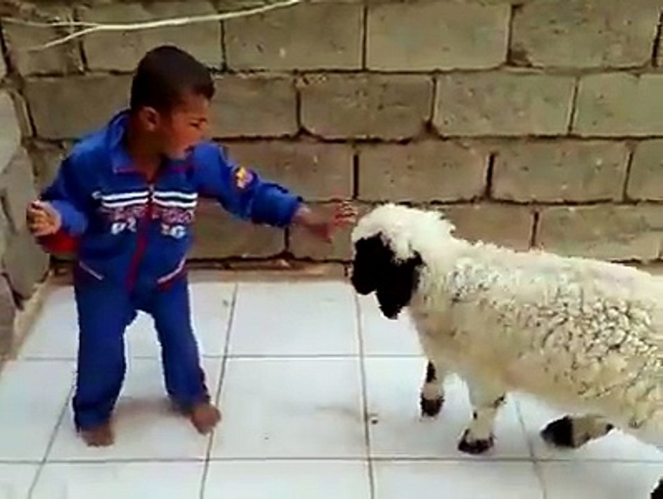 Lamb /sheep play with a little boy
