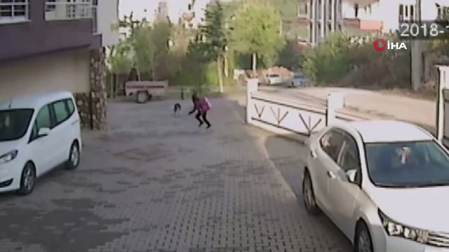 Cumhuriyet Üniversitesi Öğretim Üyesi Mustafa Koçkaya:'Köpek saldırırsa ağaç olun'