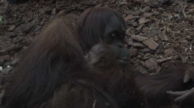 Niassance historique à Pairi Daiza