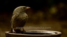 Jungle Babbler drinks from a water bowl in the hot Indian summer