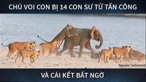 Chú voi con bị 14 con sử tử tấn công và cái kết bất ngờ