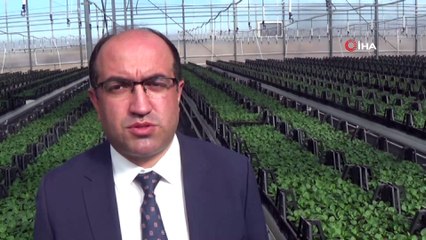 Termal seralarda 4 mevsim çiçek üretimi